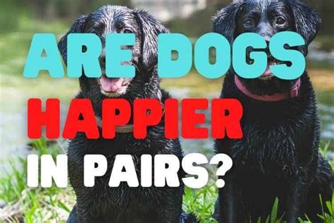 Are dogs happier in pairs?